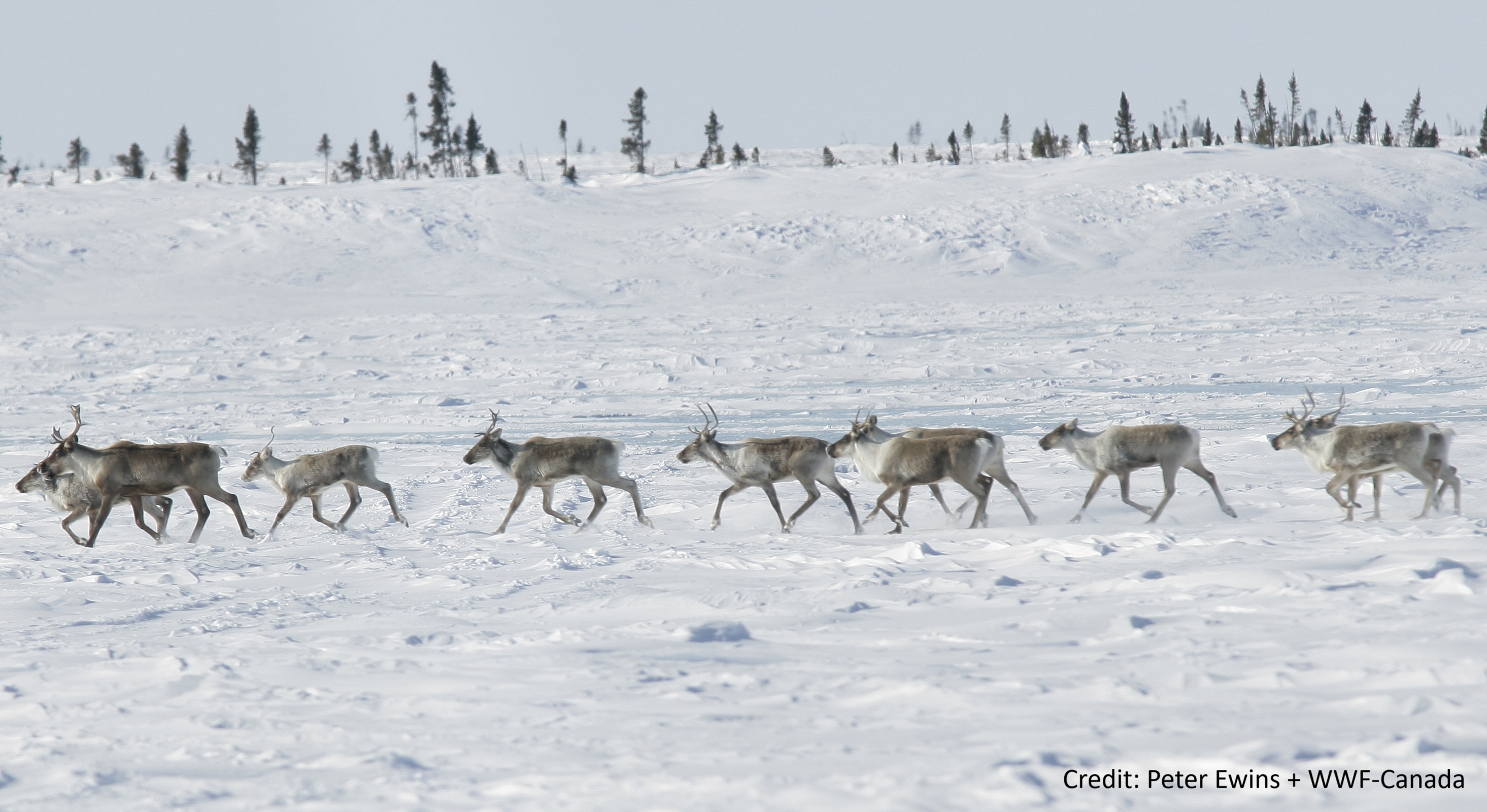 IceNet case study demonstrates new possibilities for Arctic conservation